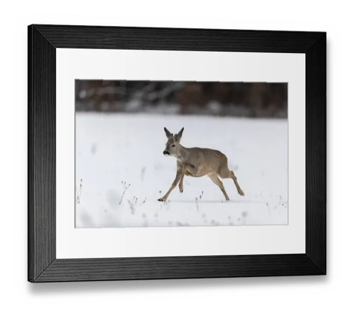 Framed Print : One young male Roe Deer, Roe buck (Capreolus capreolus)