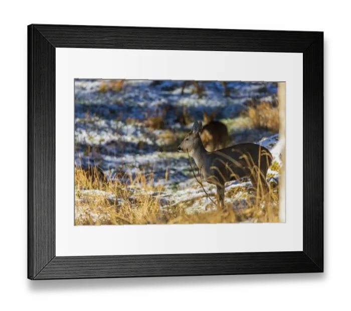 Framed Print : One female Roe Deer, Roe buck (Capreolus capreolus)