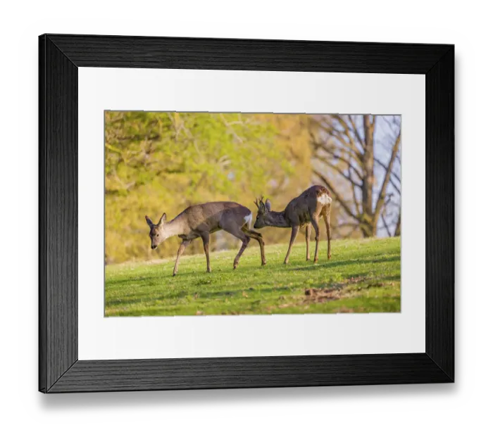 Framed Print : One young Roe Deer buck, (Capreolus capreolus) Framed Print : One young Roe Deer buck, (Capreolus capreolus)