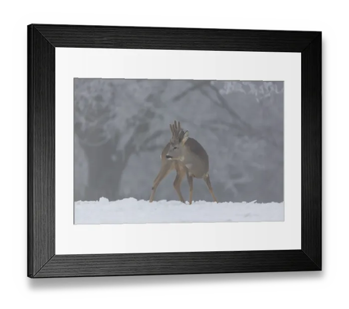 Framed Print : One male Roe Deer, (Capreolus capreolus) Framed Print : One male Roe Deer, (Capreolus capreolus)