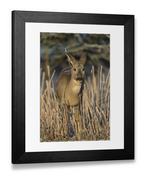 Framed Print : Roe deer standing in hoar frosted dead stinging nettle at minus 15 °C at sunrise