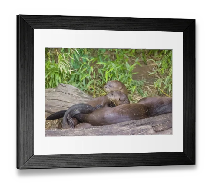 Framed Print : Three giant otter or giant river otter (Pteronura brasiliensis) rest on a rotten log