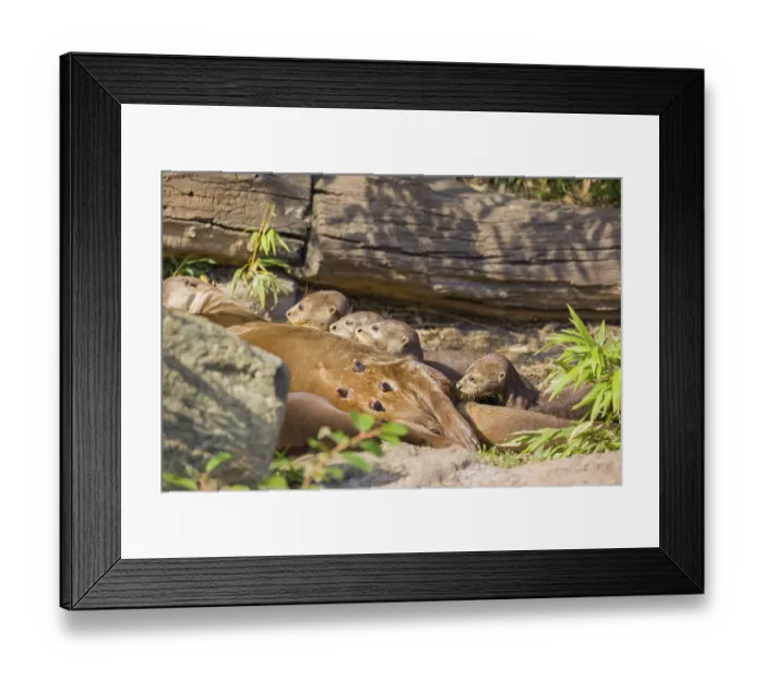 Framed Print : A female giant otter or giant river otter (Pteronura brasiliensis) nurses her young and plays with them
