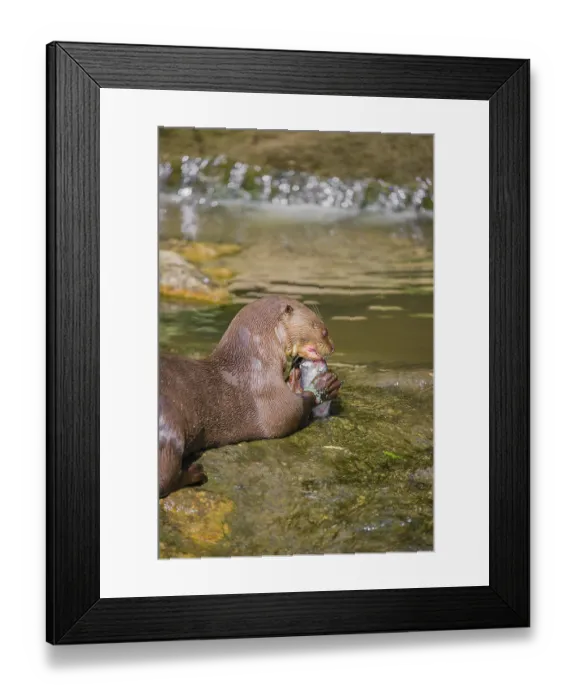 Framed Print : An adult giant otter or giant river otter (Pteronura brasiliensis) Framed Print : An adult giant otter or giant river otter (Pteronura brasiliensis)