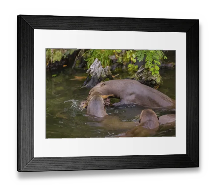 Framed Print : An adult giant otter or giant river otter (Pteronura brasiliensis)