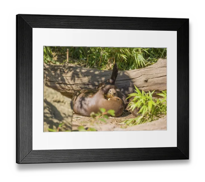 Framed Print : Two-year-old giant otter or giant river otter (Pteronura brasiliensis) cares for his 2-month-old siblings