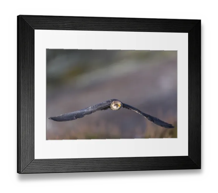 Framed Print : One female red-footed falcon (Falco vespertinus) flying at the edge of a forest