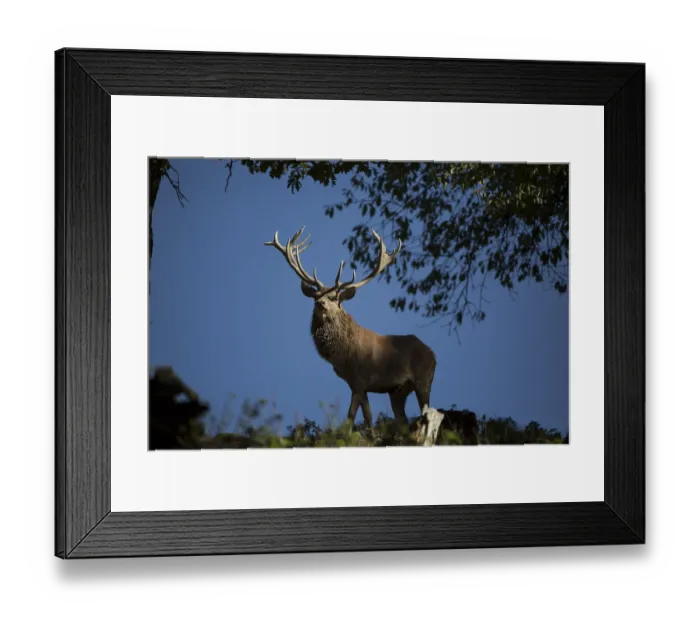 Framed Print : Red Deer stag at the rutting season Framed Print : Red Deer stag at the rutting season
