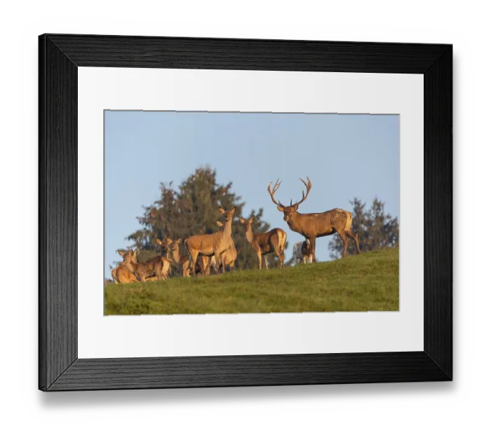 Framed Print : A herd of red deer (Cervus elaphus) standing on a meadow Framed Print : A herd of red deer (Cervus elaphus) standing on a meadow