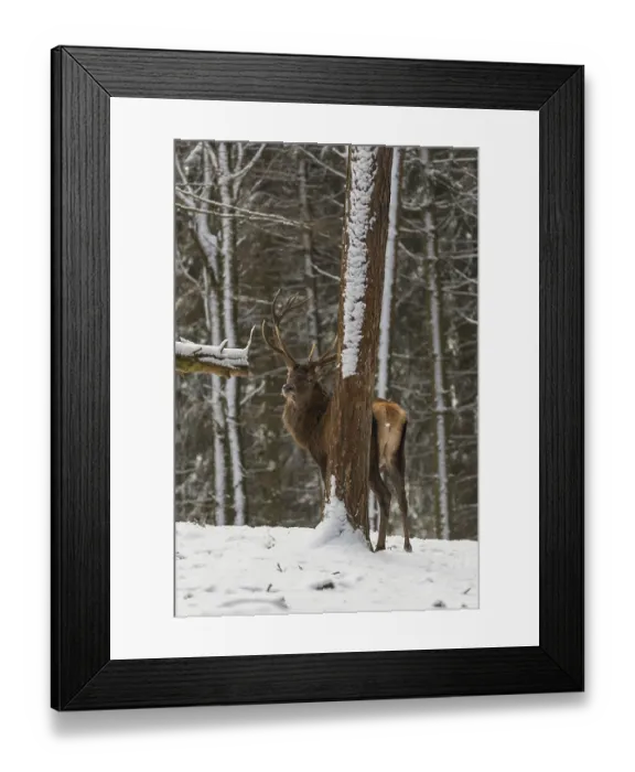 Framed Print : One Red Deer stag standing in a snow covered dense forest in winter