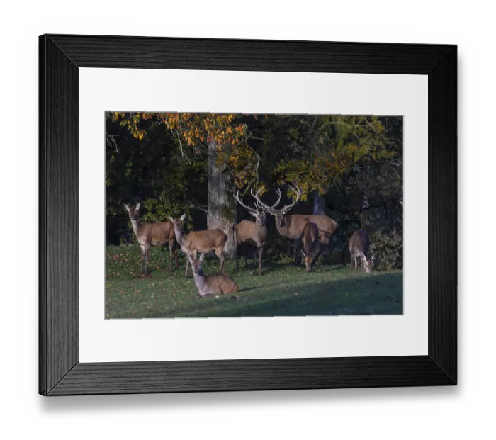 Framed Print : A herd of red deer (Cervus elaphus) standing on a meadow Framed Print : A herd of red deer (Cervus elaphus) standing on a meadow