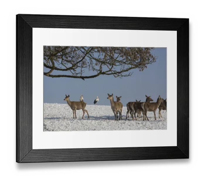 Framed Print : A herd of female red deer standing on a snow covered meadow with two white storks behind them