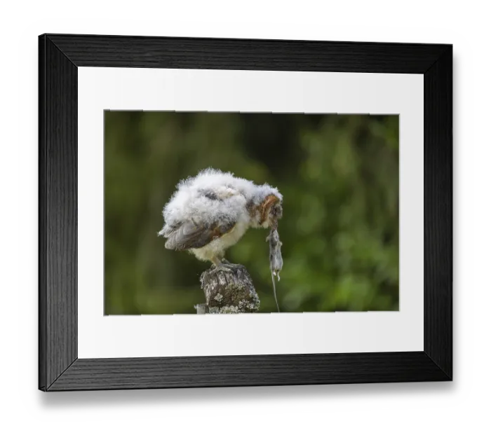 Framed Print : One young barn owl (Tyto alba) sitting on a branch lying in a meadow in late evening light