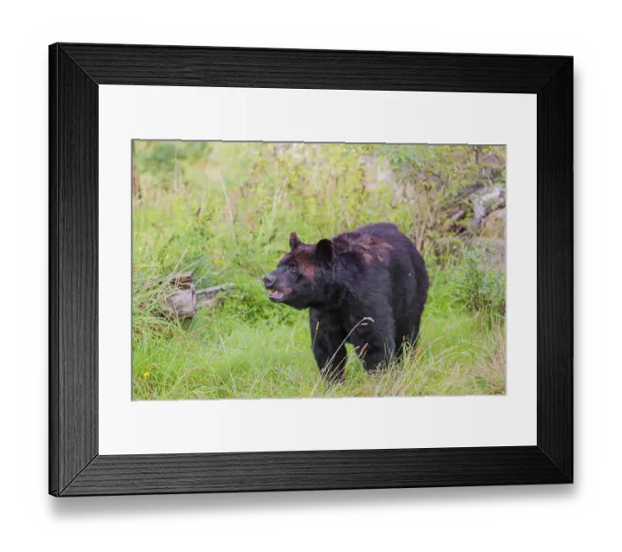 Framed Print : An American black bear (Ursus americanus)