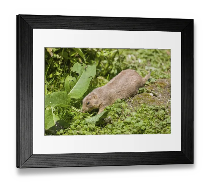 Framed Print : A black-tailed prairie dog sits on fresh green vegetation