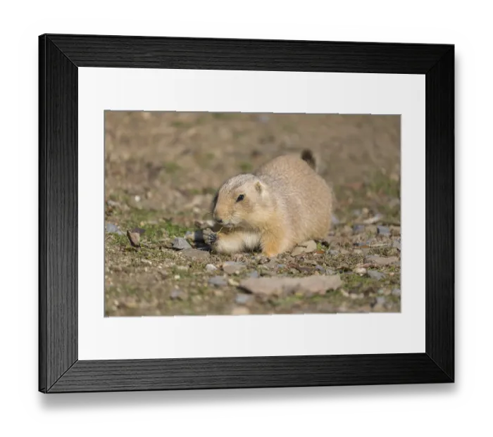 Framed Print : One black-tailed prairie dog sitting on sandy terrain Framed Print : One black-tailed prairie dog sitting on sandy terrain