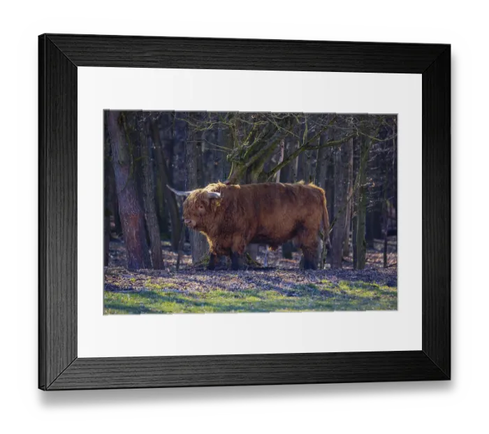 Framed Print : One Highland bull (Bos (primigenius) taurus) stands at a forest edge Framed Print : One Highland bull (Bos (primigenius) taurus) stands at a forest edge