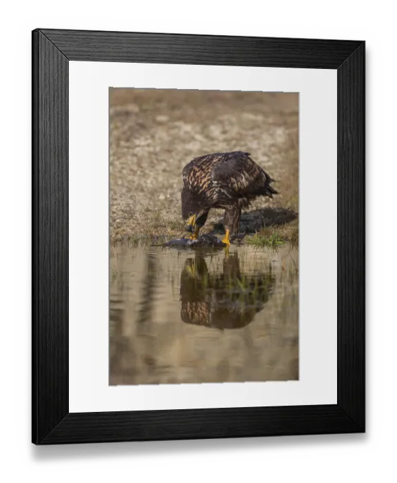 Framed Print : One white-tailed eagle (Haliaeetus albicilla) sitting lakeshore in early light