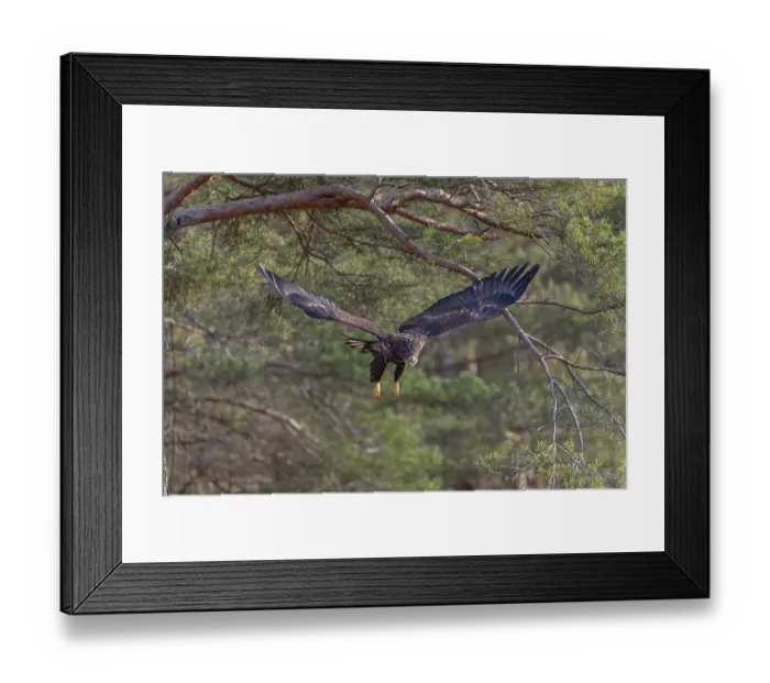 Framed Print : One white-tailed eagle (Haliaeetus albicilla) flying off of a pine tree standing in dry grass on hilly ground