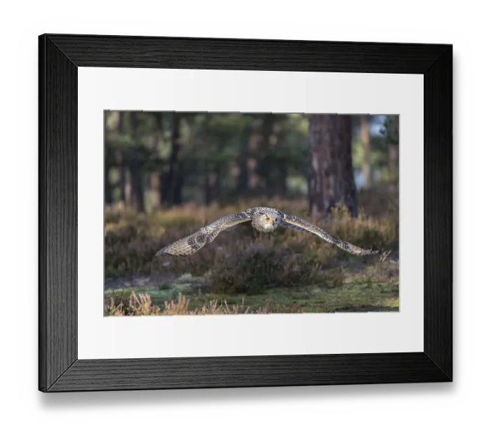 Framed Print : One Siberian Eagle Owl (Bubo bubo sibiricus) flying thru a forest