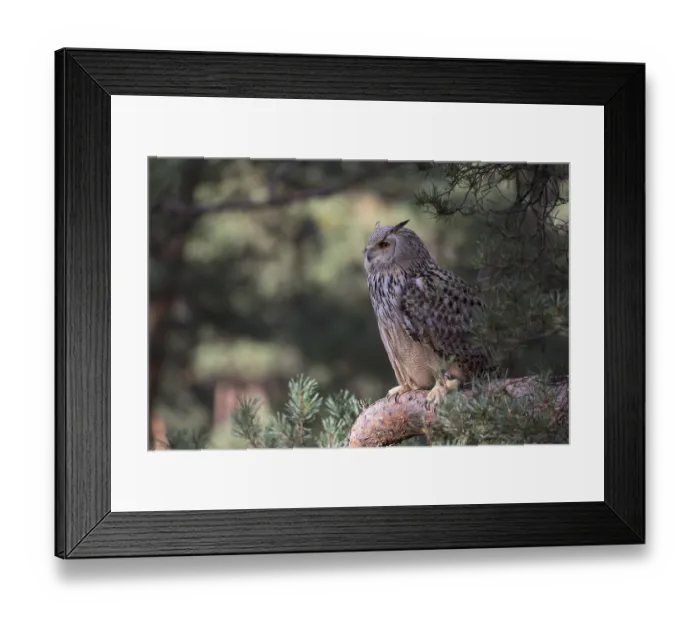 Framed Print : One Siberian Eagle Owl (Bubo bubo sibiricus) sitting on a branch in a forest