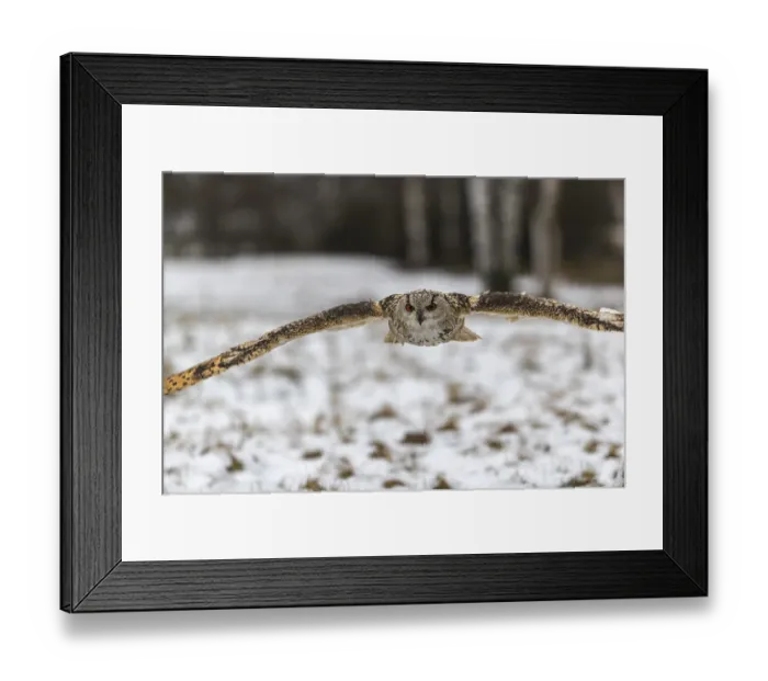 Framed Print : One Siberian Eagle Owl (Bubo bubo sibiricus) flying over a snowy meadow at the edge of a a forest Framed Print : One Siberian Eagle Owl (Bubo bubo sibiricus) flying over a snowy meadow at the edge of a a forest