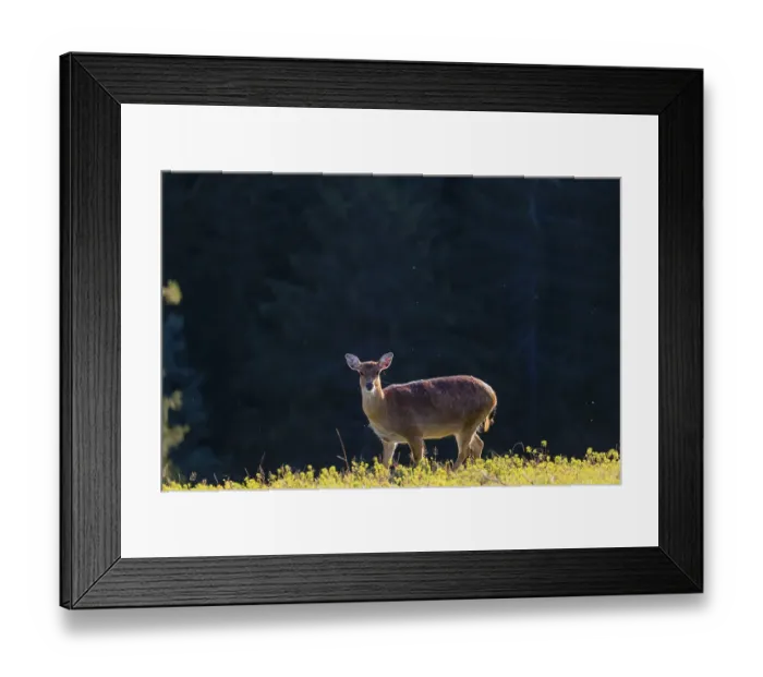 Framed Print : One female Manchurian sika deer or Dybowski's sika deer (Cervus nippon mantchuricus or Cervus nippon dybowskii)