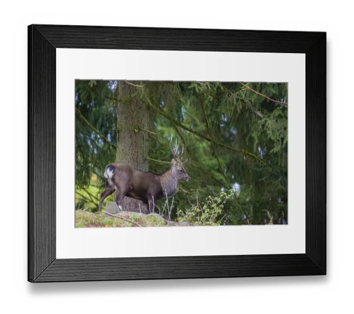 Framed Print : A Japanese sika deer (Cervus nippon nippon) stag stands on hilly ground in a forest