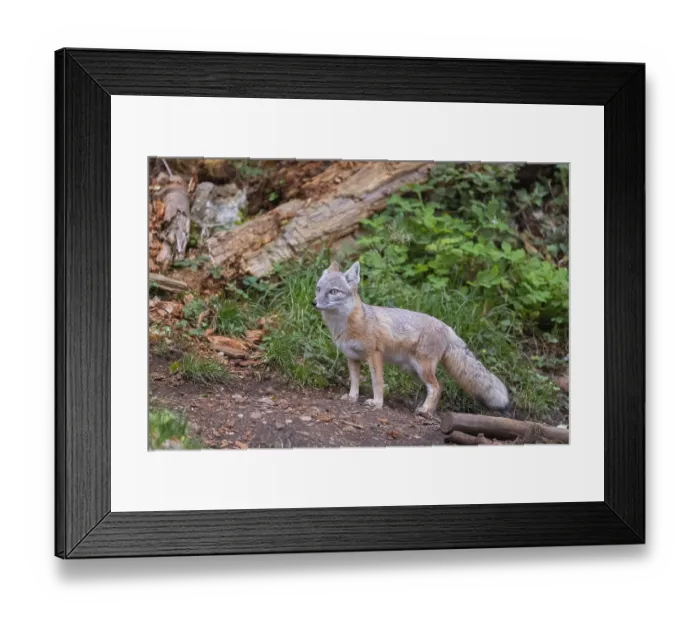 Framed Print : One corsac fox (Vulpes corsac) standing in green vegetation on hilly ground