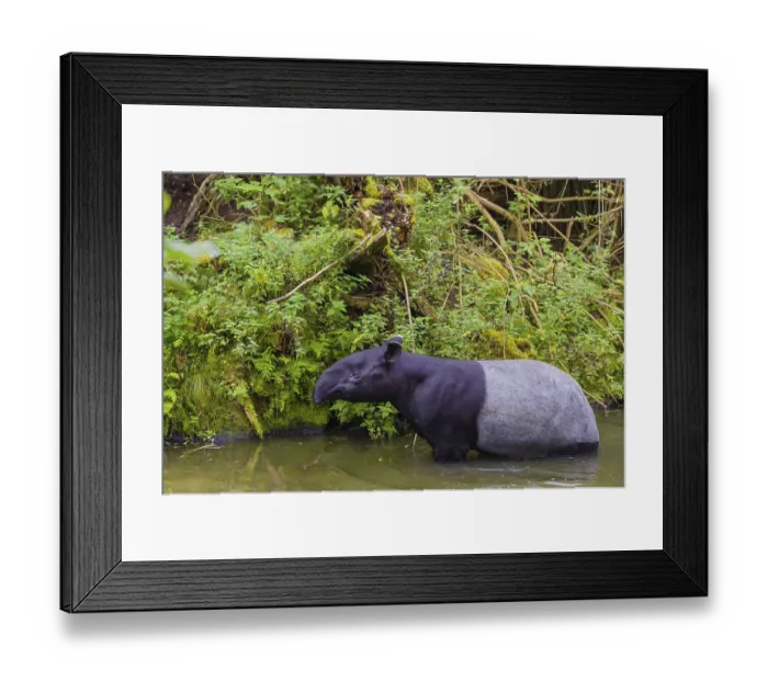 Framed Print : A Malayan tapir (Acrocodia indica) stands in the shallow waters of a river Framed Print : A Malayan tapir (Acrocodia indica) stands in the shallow waters of a river