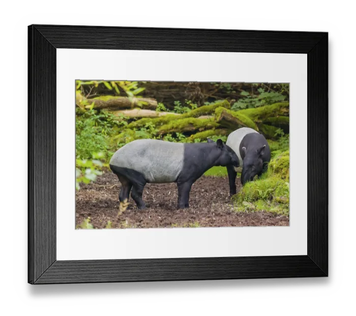 Framed Print : Two Malayan tapir (Acrocodia indica) Framed Print : Two Malayan tapir (Acrocodia indica)