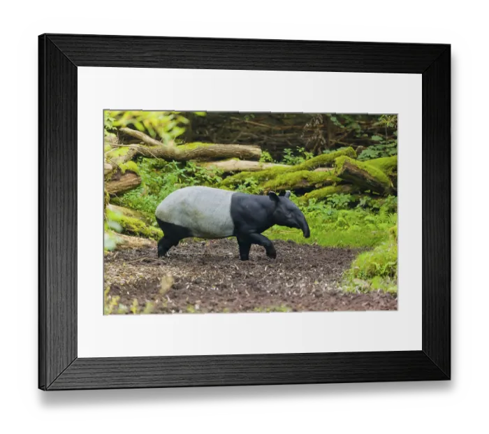 Framed Print : A Malayan tapir (Acrocodia indica) runs across a clearing