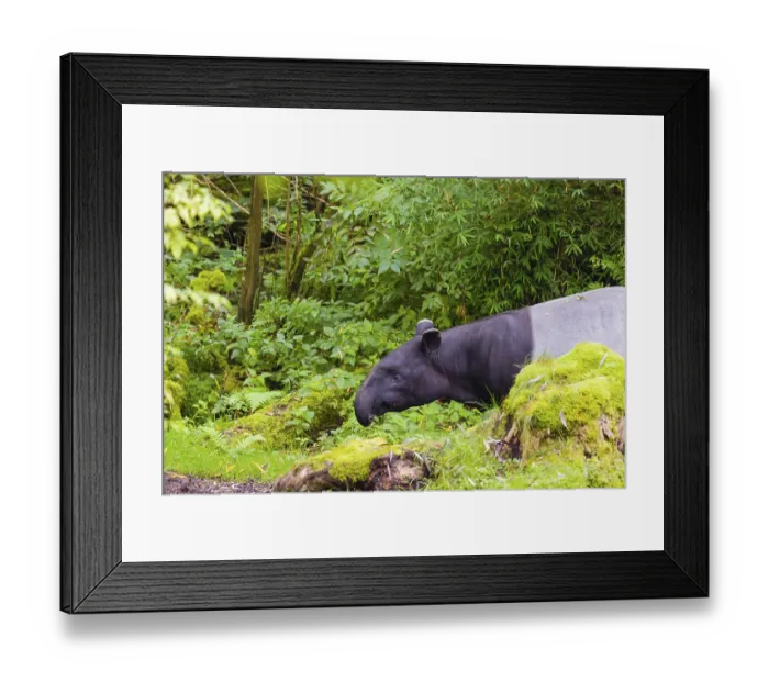 Framed Print : A Malayan tapir (Acrocodia indica) stands in a small clearing looking for food Framed Print : A Malayan tapir (Acrocodia indica) stands in a small clearing looking for food