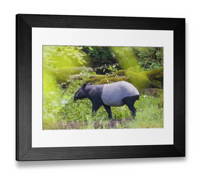 Framed Print : A Malayan tapir (Acrocodia indica) stands hidden in dense undergrowth looking for food