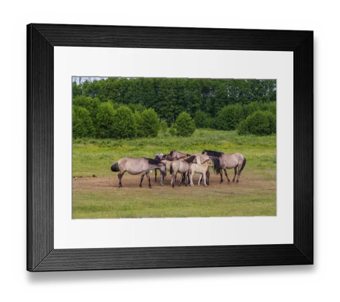 Framed Print : A herd of tarpans (Equus ferus) stands in a clearing in the Masuria tarpan horse reserve