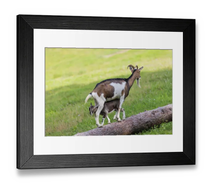 Framed Print : One female Tauernschecke goat, Capra aegagrus hircus