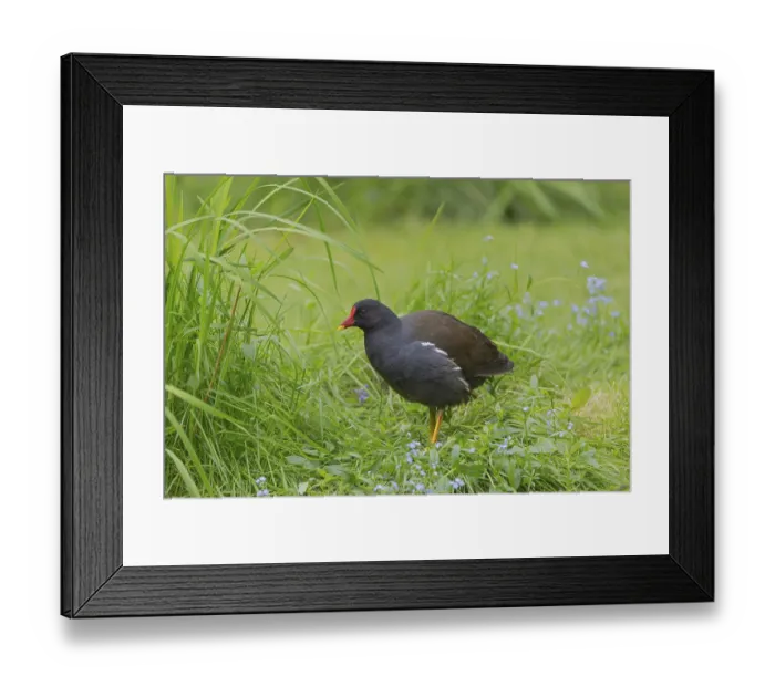 Framed Print : One common moorhen (Gallinula chloropus)