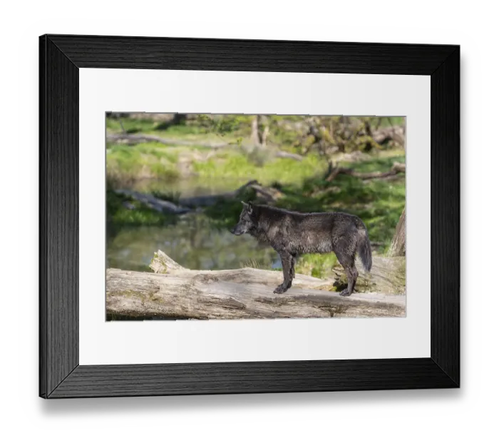 Framed Print : One Timberwolf, Canis lupus lycaon