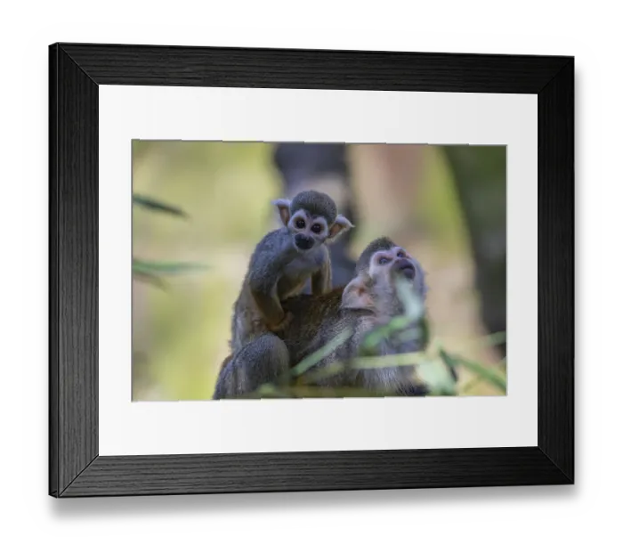 Framed Print : One female Central American squirrel monkey Framed Print : One female Central American squirrel monkey
