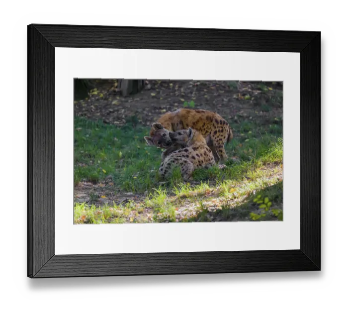 Framed Print : Two spotted hyenas (Crocuta crocuta)