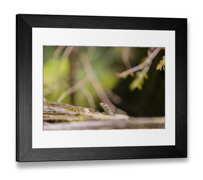 Framed Print : One viviparous lizard, or common lizard Framed Print : One viviparous lizard, or common lizard
