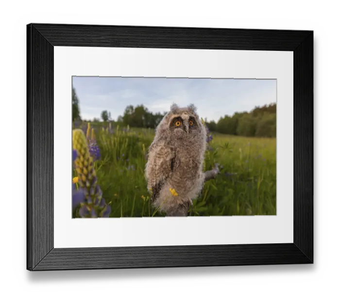 Framed Print : One young long-eared owl (Asio otus) Framed Print : One young long-eared owl (Asio otus)
