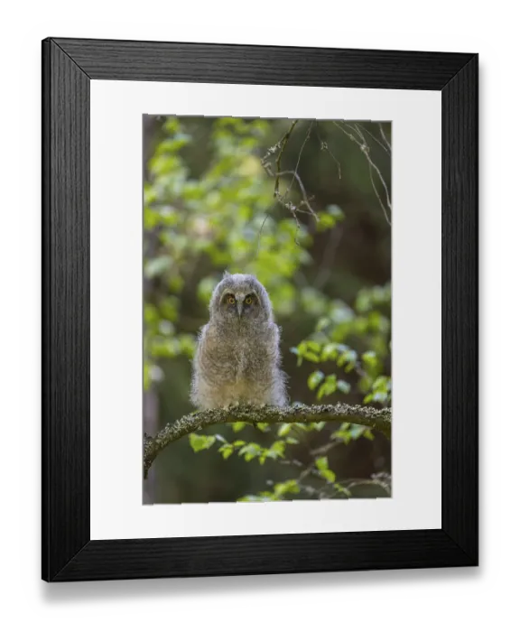 Framed Print : One young long-eared owl (Asio otus) Framed Print : One young long-eared owl (Asio otus)