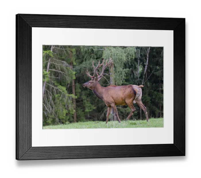 Framed Print : One Wapiti stag, Cervus canadensis