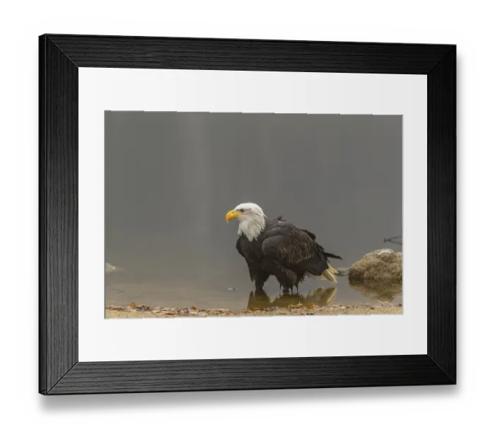 Framed Print : One Bald Eagle, Haliaeetus leucocephalus