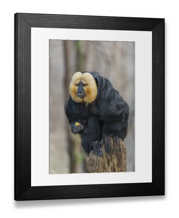 Framed Print : Portrait of a male white-faced saki (Pithecia pithecia)