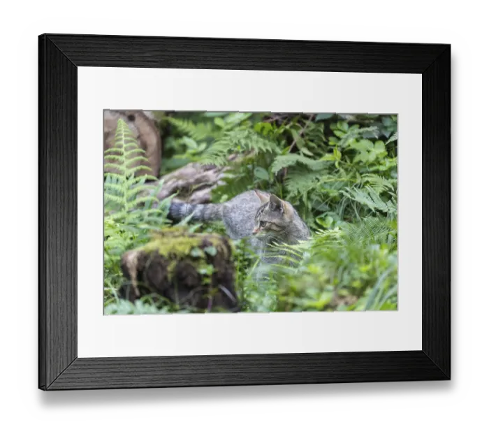 Framed Print : One young european wildcat, Felis silvestris silvestris