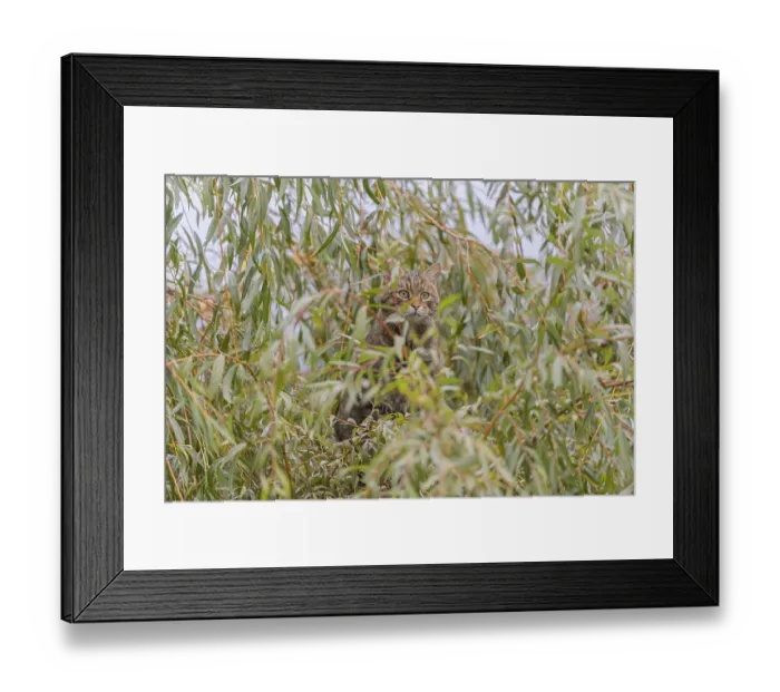 Framed Print : One European wildcat, Felis silvestris silvestris Framed Print : One European wildcat, Felis silvestris silvestris