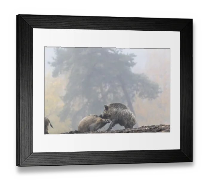Framed Print : Two wild boar or wild pig (Sus scrofa) Framed Print : Two wild boar or wild pig (Sus scrofa)