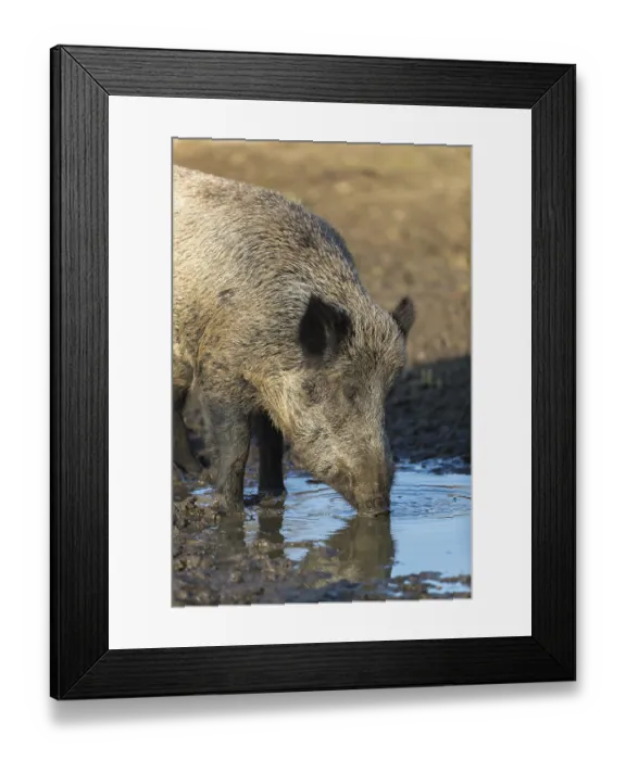Framed Print : One wild boar or wild pig (Sus scrofa)